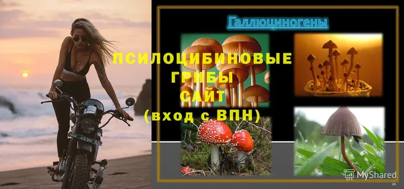 Галлюциногенные грибы Magic Shrooms  Вичуга 